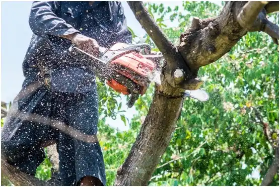 tree services Colonial Pine Hills